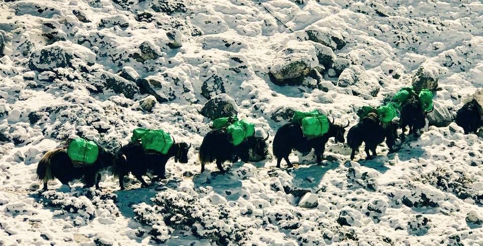 snowflike-Everestgreen-ramassage-dechet-hymalaya-environnement-2017-yaks