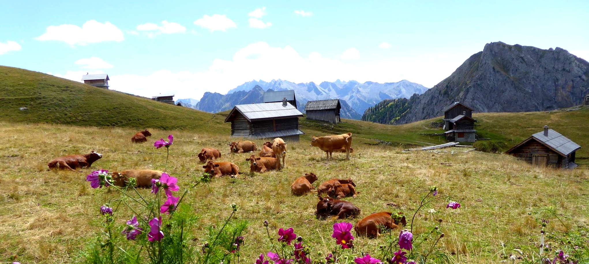 femmes-montagne-ete-detente-randonnee-bien_etre-decouverte-hautes-alpes-faune-flore-alpage-prairies-chalets