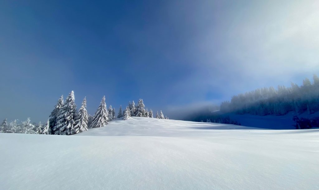 snowflike - paysage enneige et sapins blancs sur le plateau de Beauregard à La Clusaz