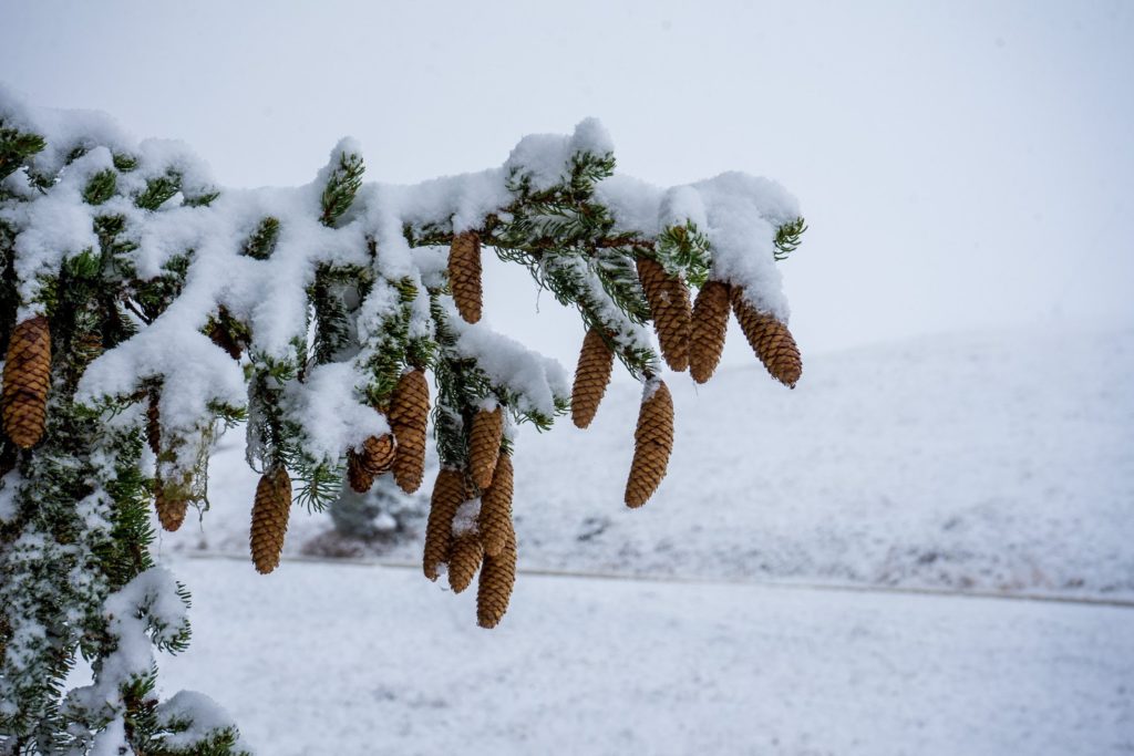 Premières neiges aux Saisies novembre 2021.